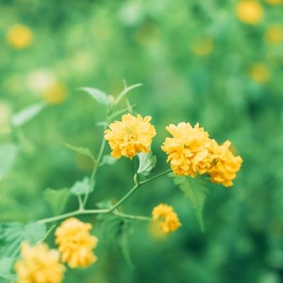 群英魏蜀国手机版下载